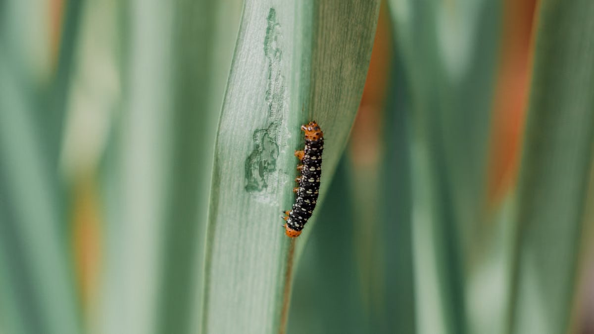 Detailed macro shot of a caterpillar on leaves in Aracati, Brazil.